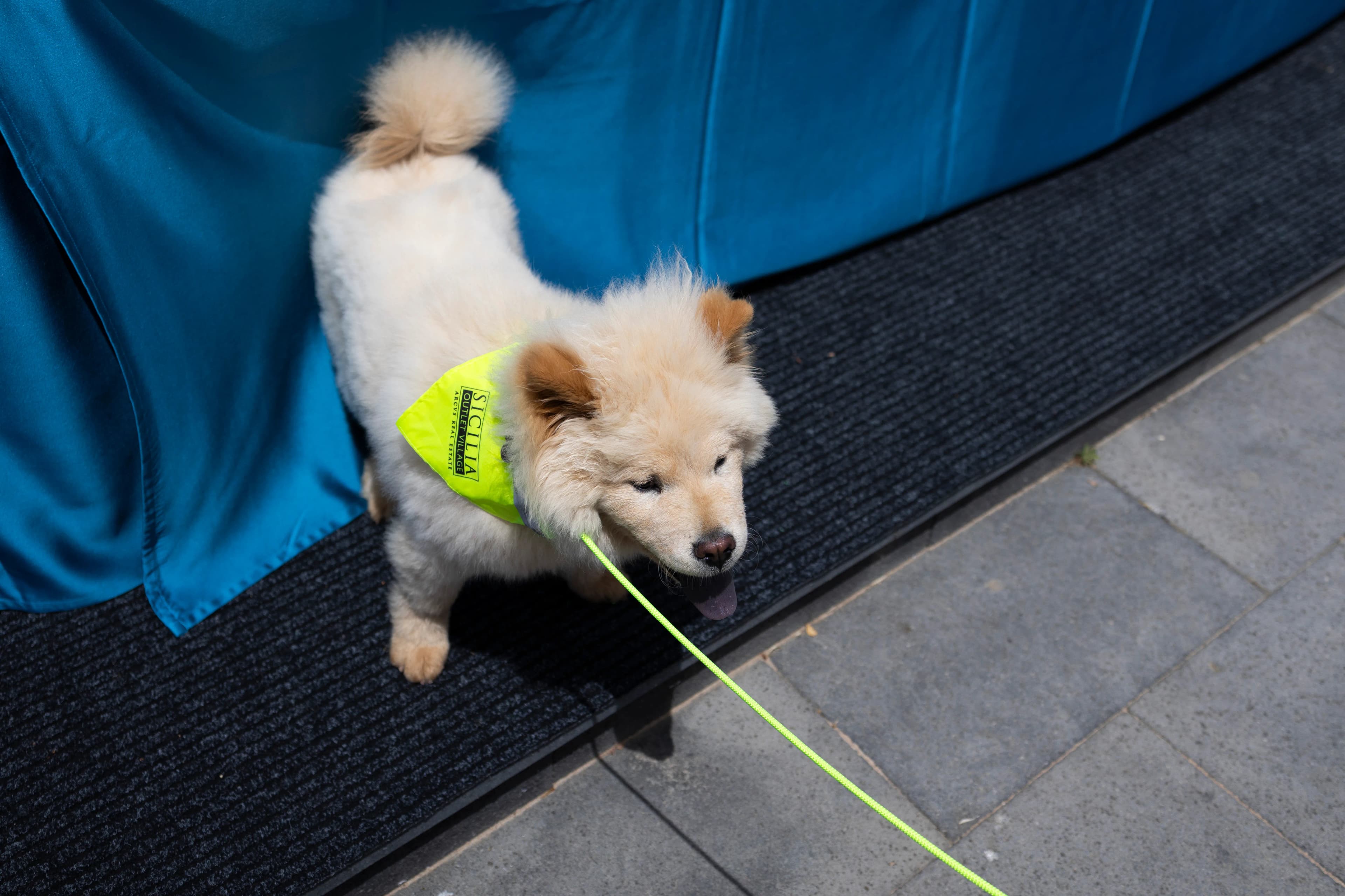 Sicilia Outlet Village diventa pet friendly con Village Loves Dog gallery 9